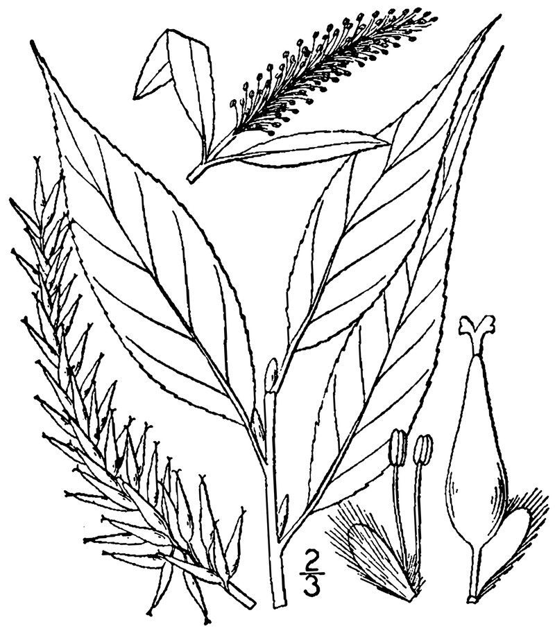 Crack Willow photo 3