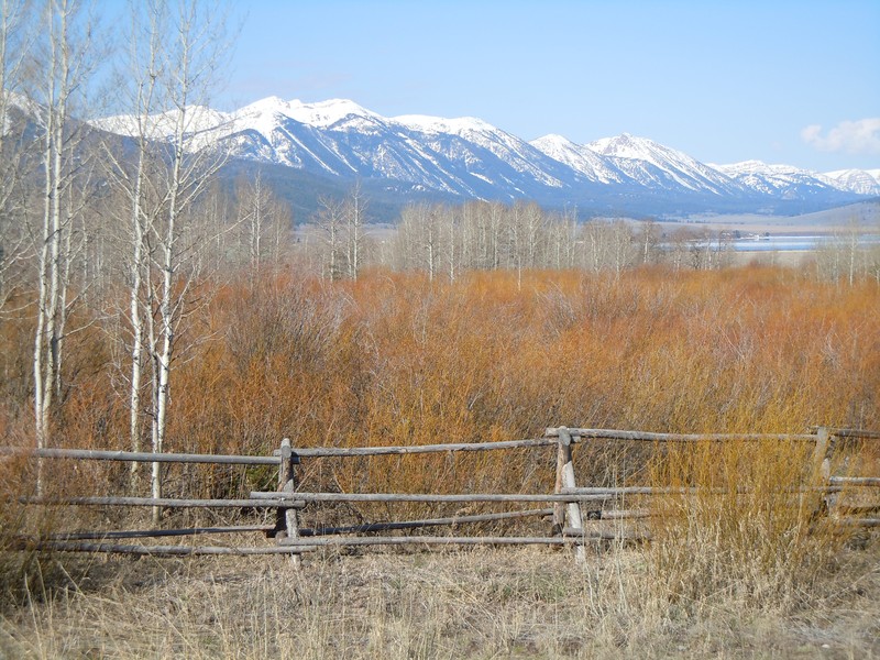 Geyer Willow photo 2