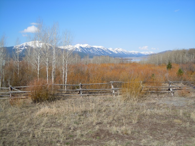 Geyer Willow photo 3