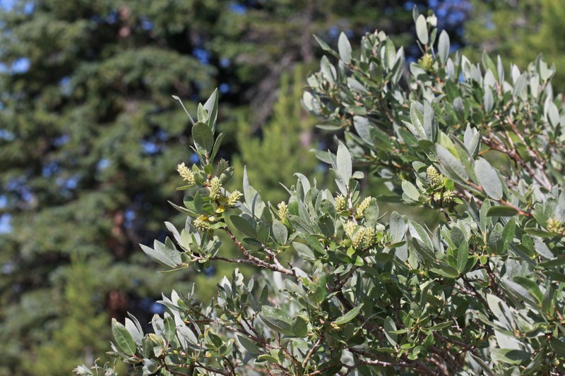 Geyer Willow photo 4