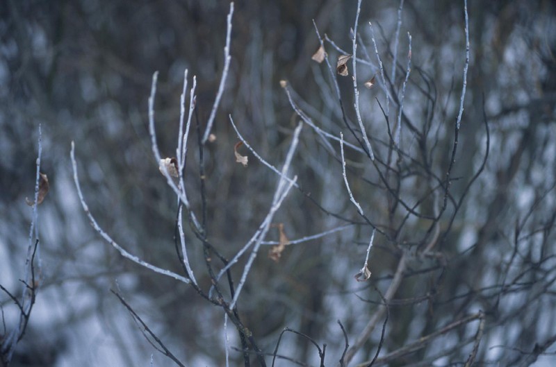 Geyer Willow photo 5