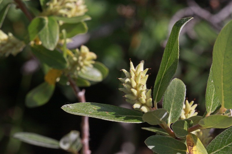 Geyer Willow photo 6