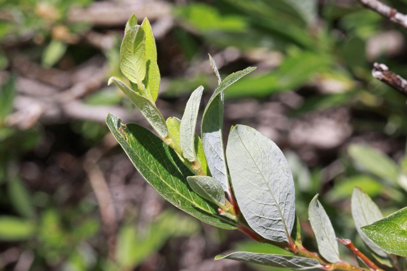 Geyer Willow photo 7