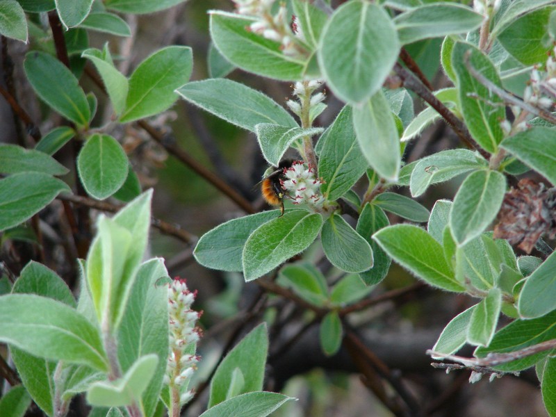 Grayleaf Willow photo 2