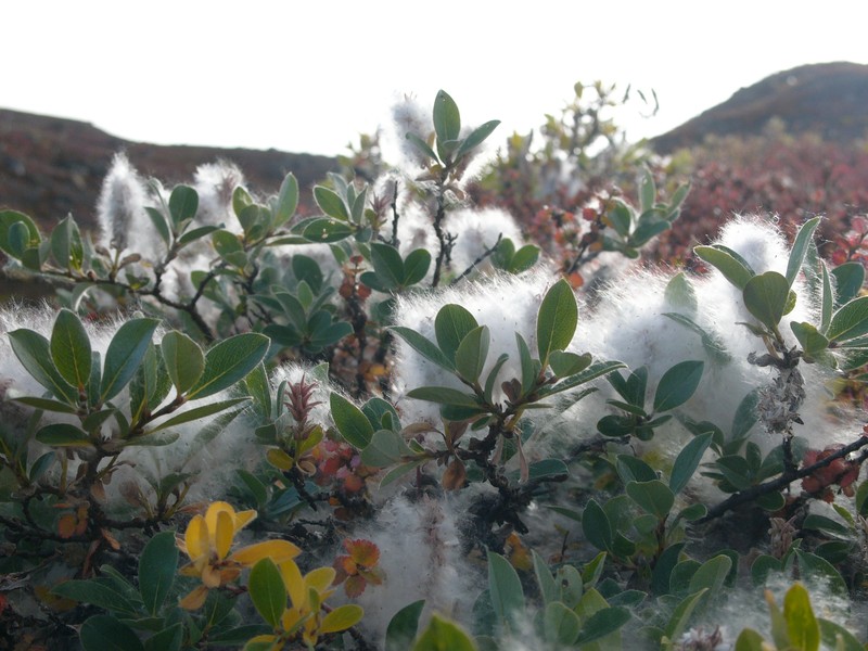 Grayleaf Willow