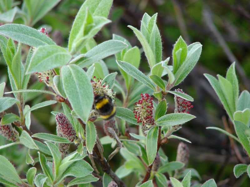 Grayleaf Willow photo 3