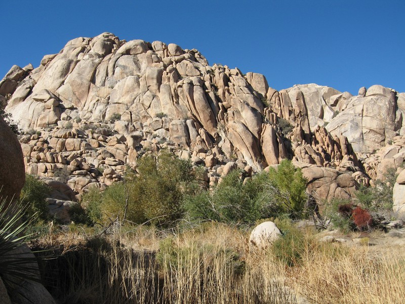 Goodding's Willow photo 2