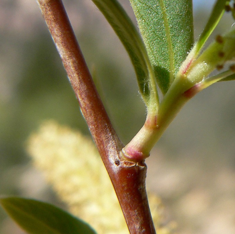 Goodding's Willow photo 3