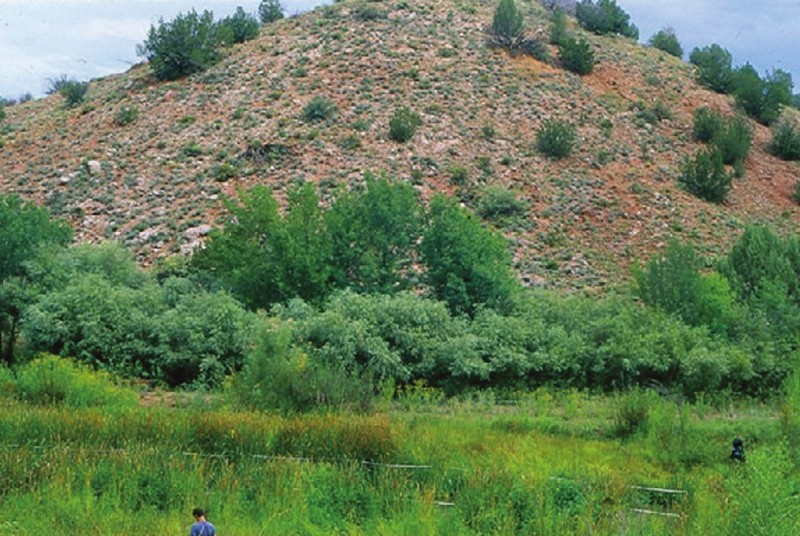 Goodding's Willow photo 4