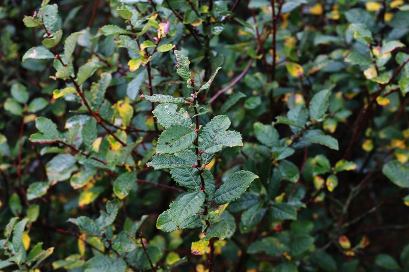 Halberd Willow photo 3