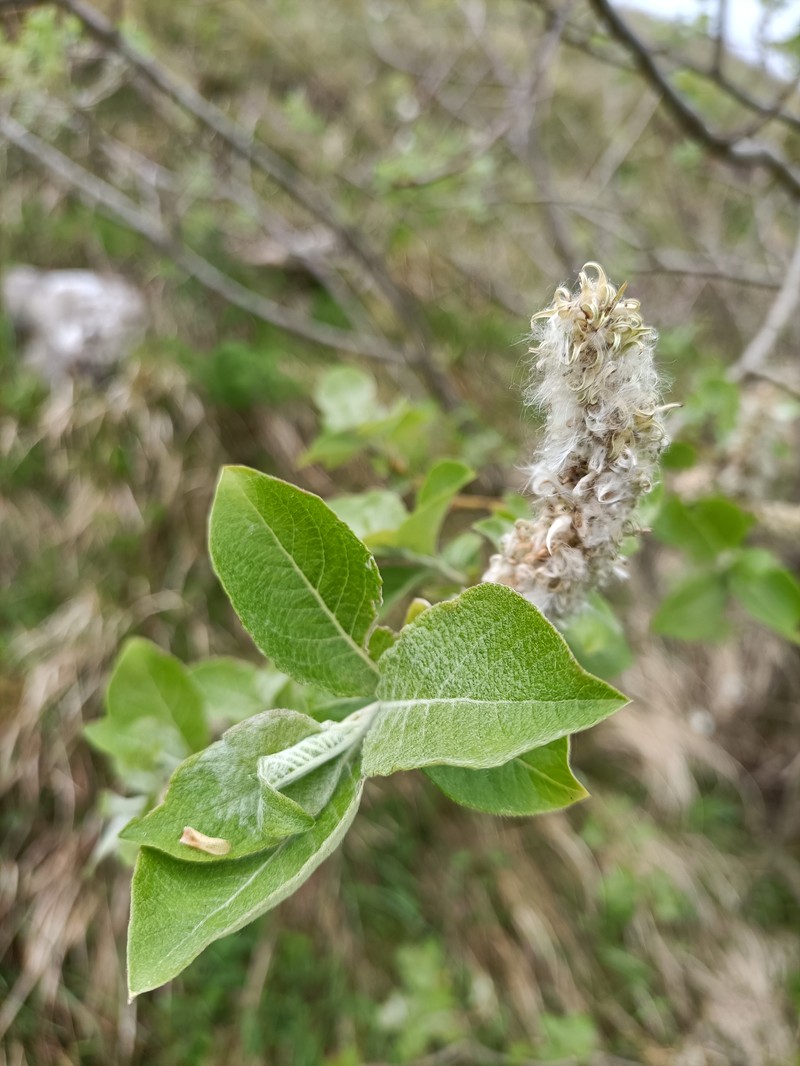 Halberd Willow photo 5
