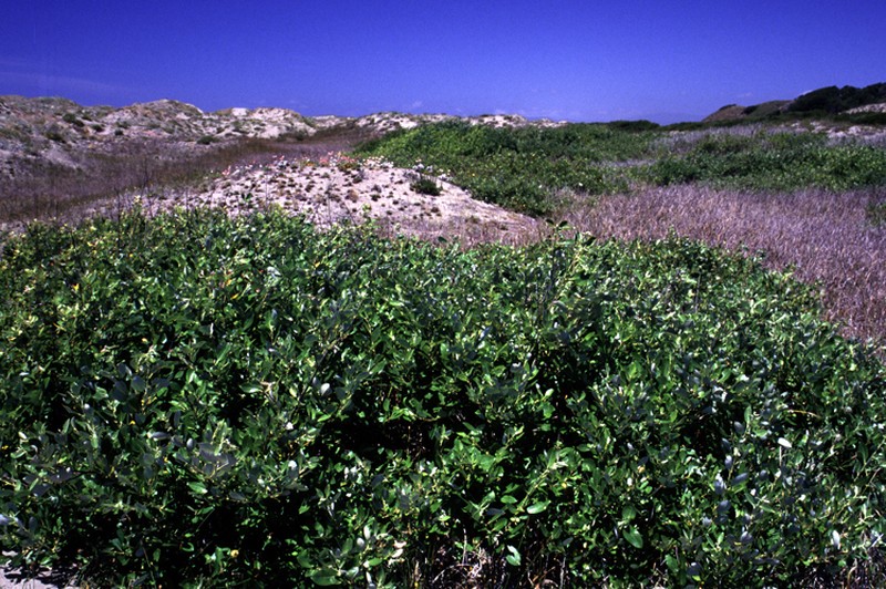 Dune Willow