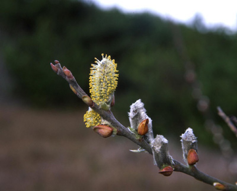 Dune Willow photo 2