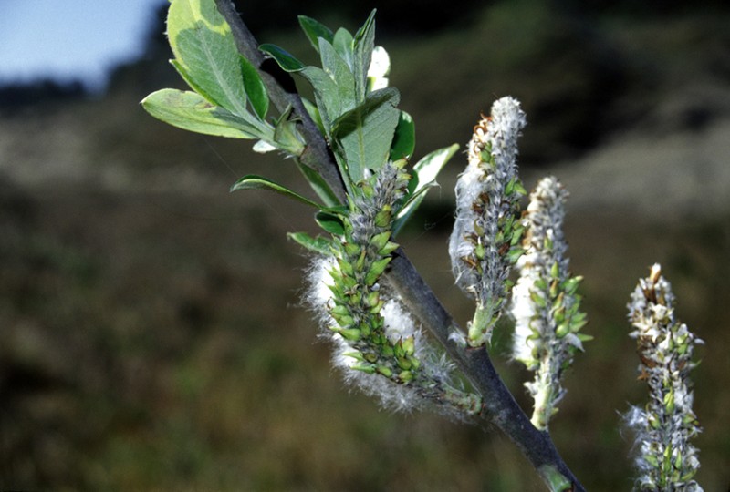Dune Willow photo 3