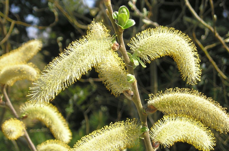 Dune Willow photo 4