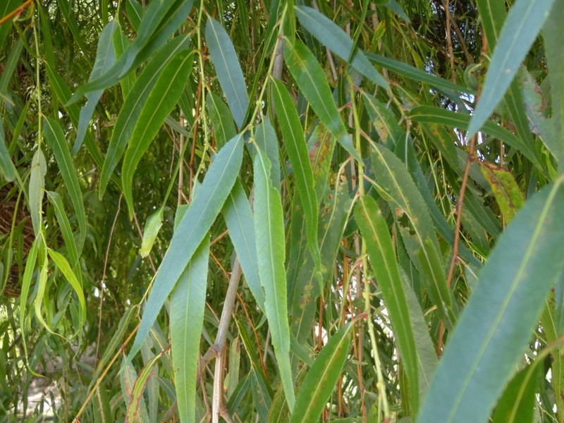 Humboldt's Willow photo 2