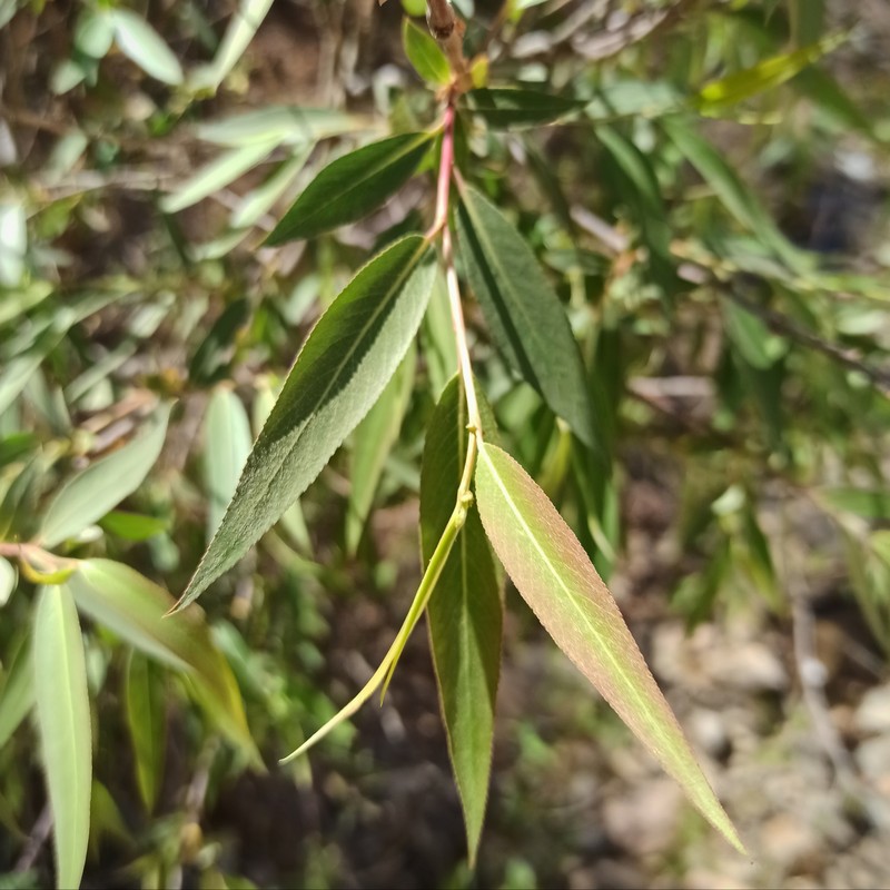 Humboldt's Willow photo 3