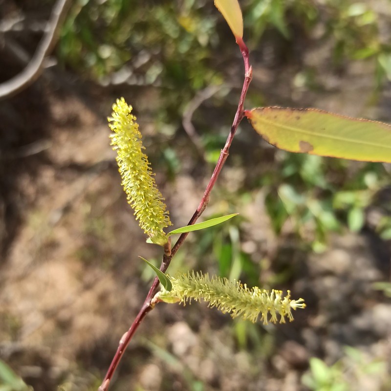 Humboldt's Willow photo 4