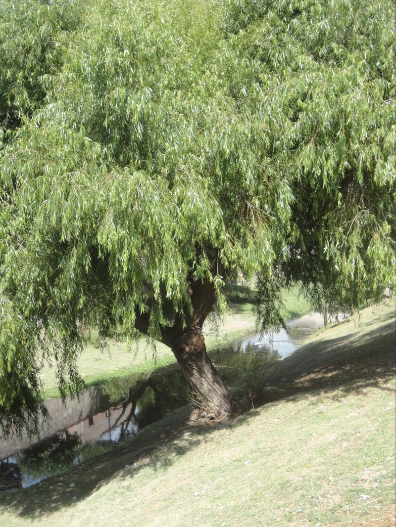 Humboldt's Willow photo 5