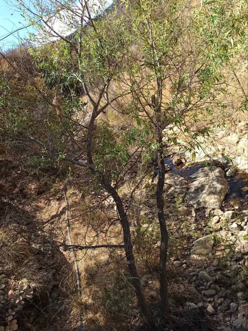 Humboldt's Willow photo 6