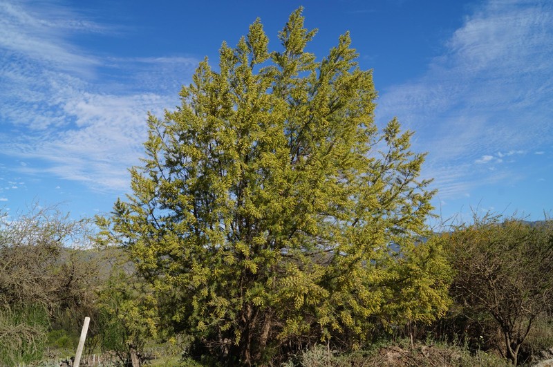 Humboldt's Willow photo 7
