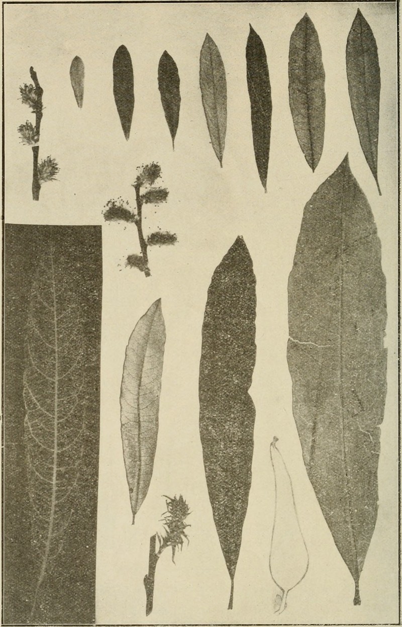 Prairie Willow photo 4