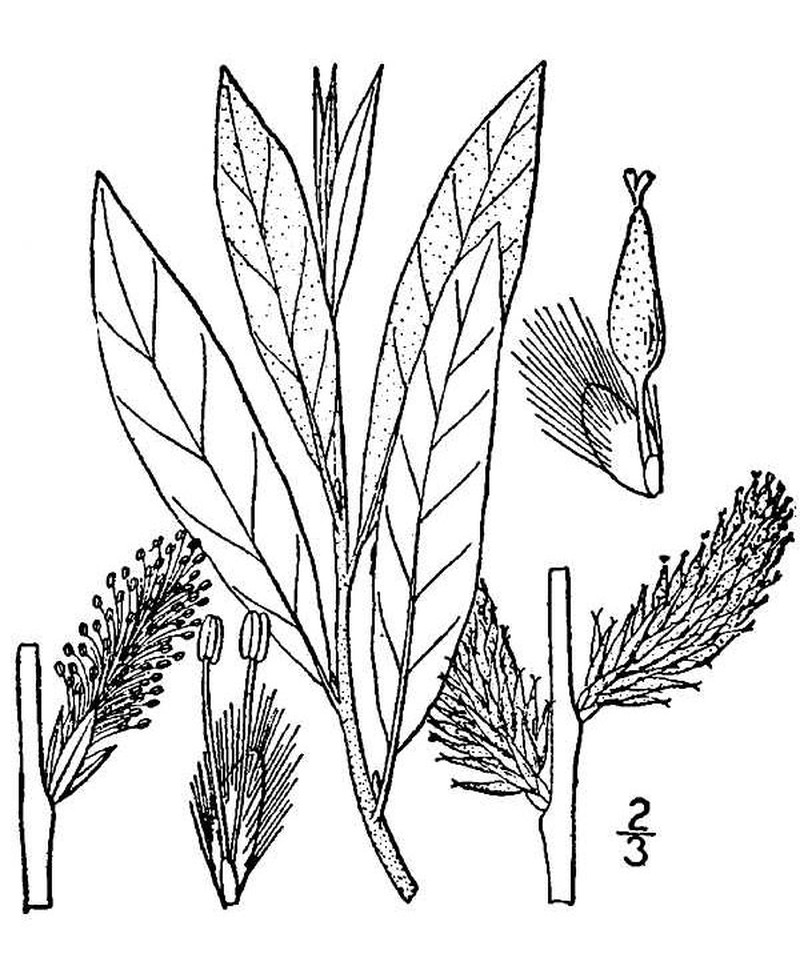 Prairie Willow photo 5