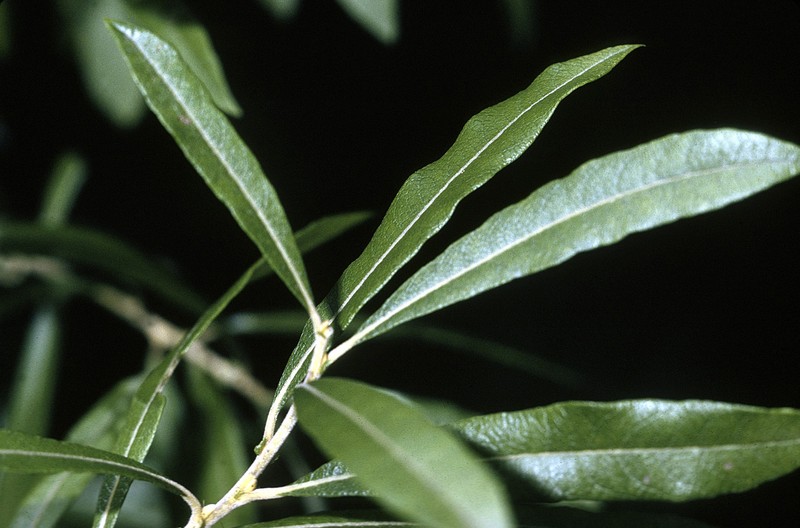 Prairie Willow photo 2