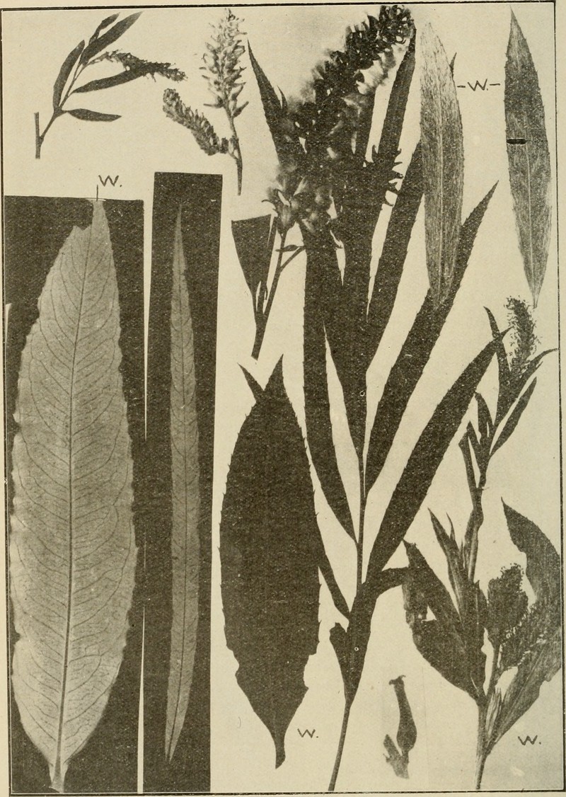 Sandbar Willow photo 4