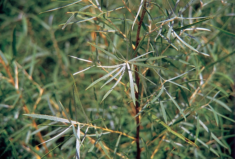 Sandbar Willow photo 5
