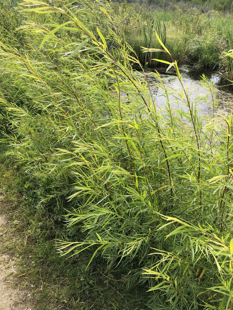 Sandbar Willow photo 7