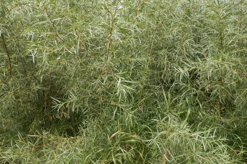 Dewystem Willow photo 3