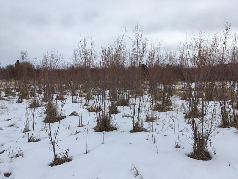 Dewystem Willow photo 4