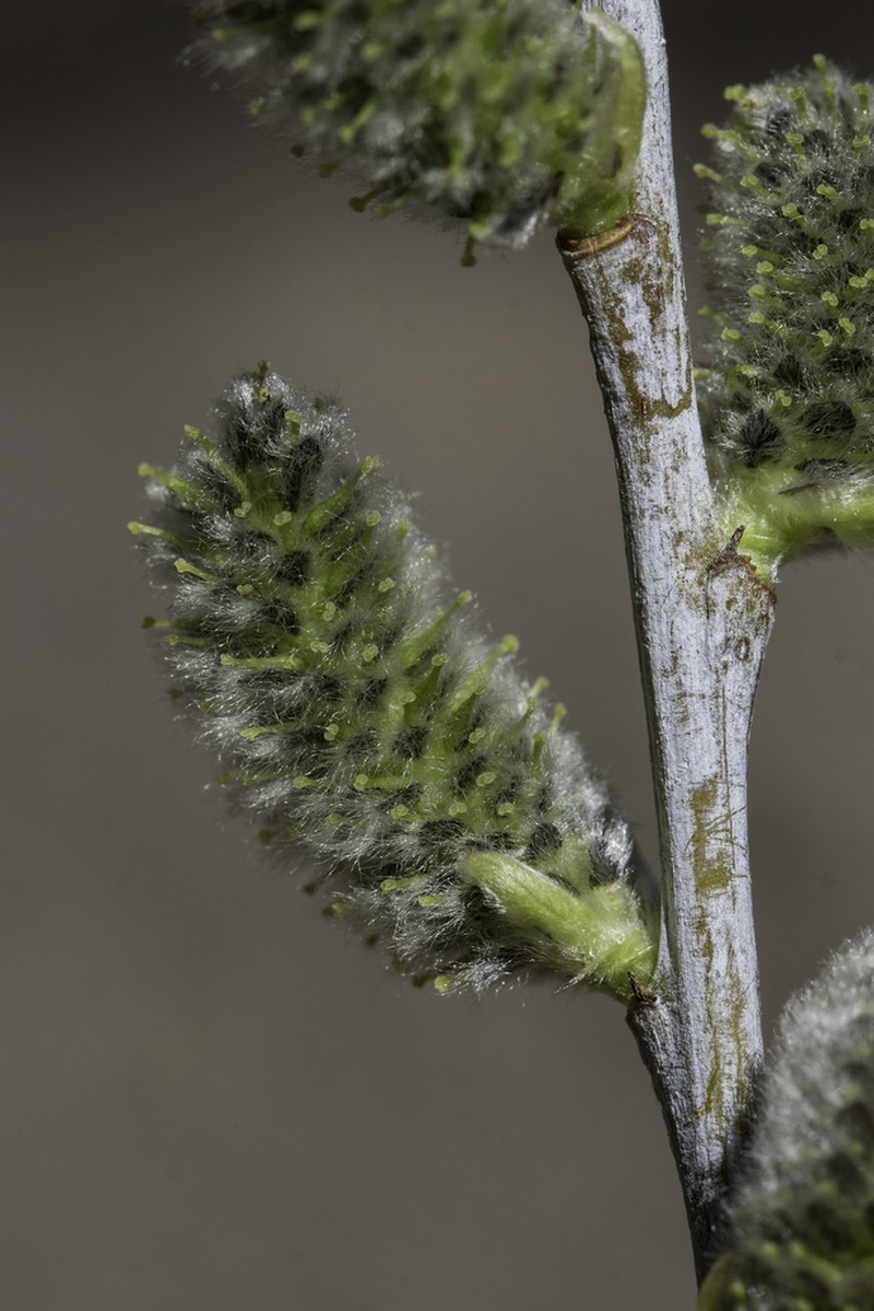 Dewystem Willow photo 2