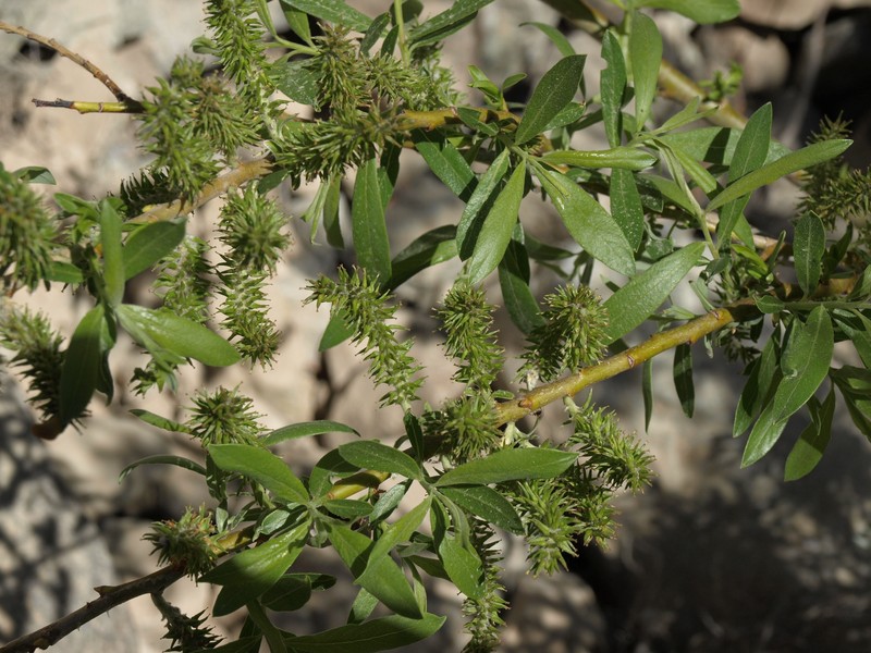 Arroyo Willow photo 4