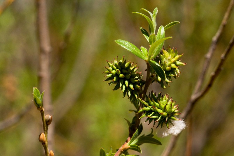 Arroyo Willow photo 5