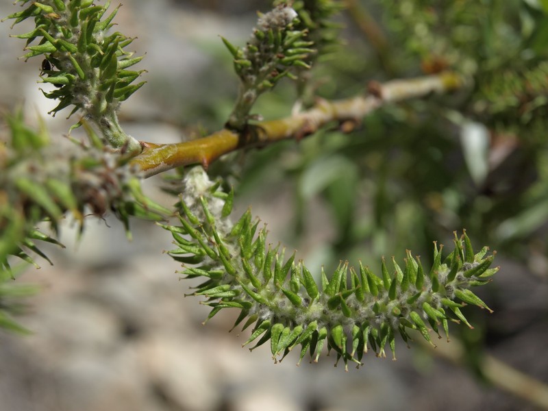 Arroyo Willow photo 2