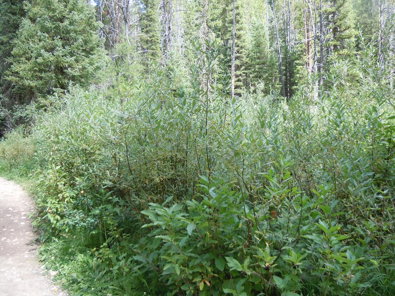 Lemmon's Willow photo 2
