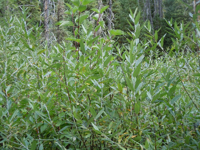 Lemmon's Willow photo 3