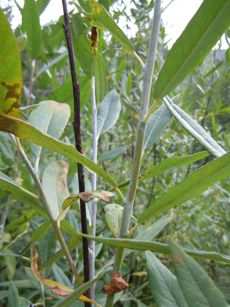 Lemmon's Willow photo 5