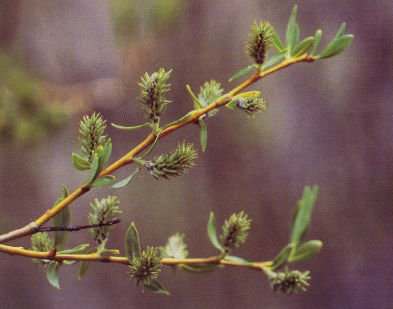 Lemmon's Willow
