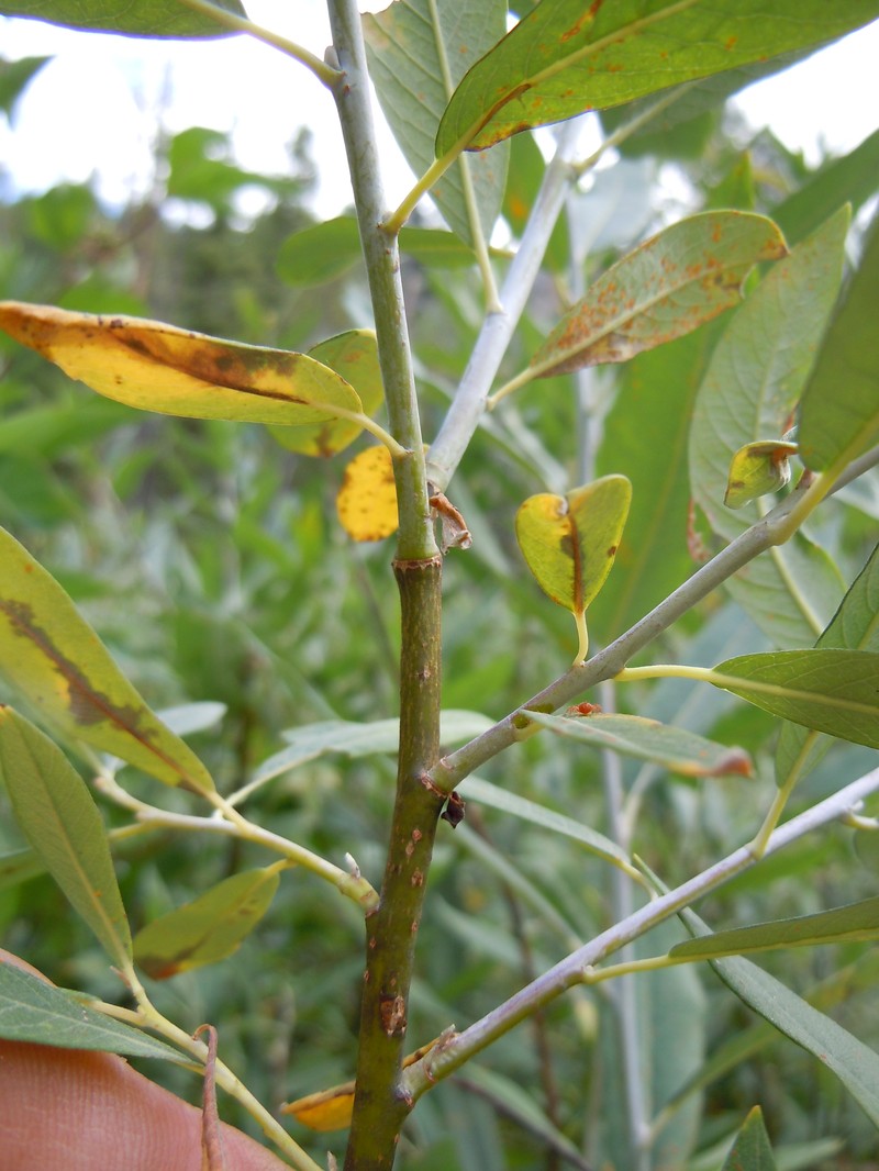 Lemmon's Willow photo 4