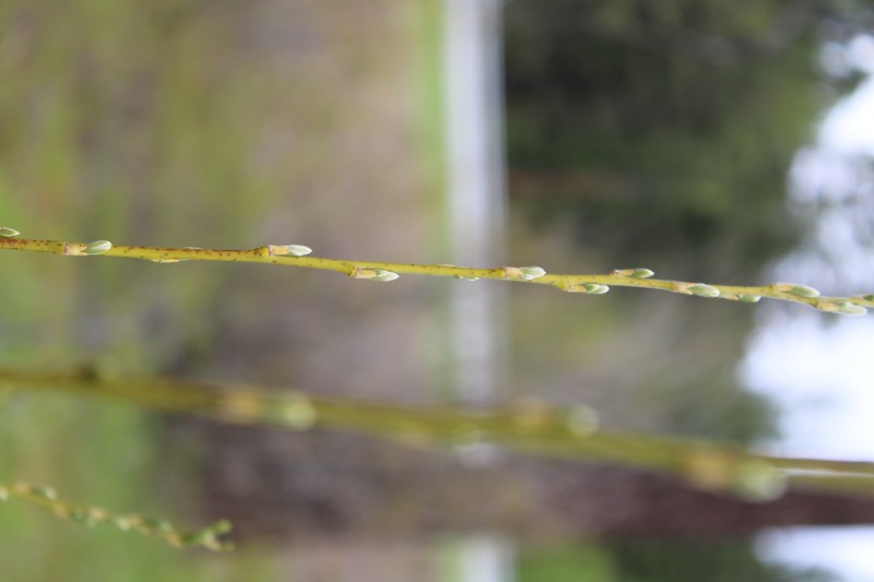 Shining Willow photo 4