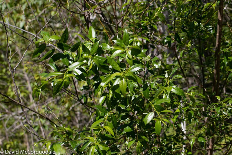 Shining Willow photo 5
