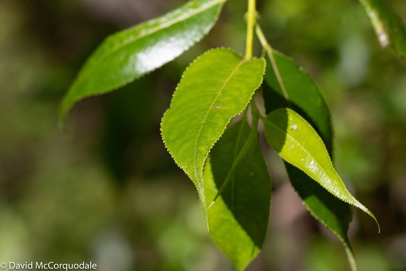Shining Willow photo 6