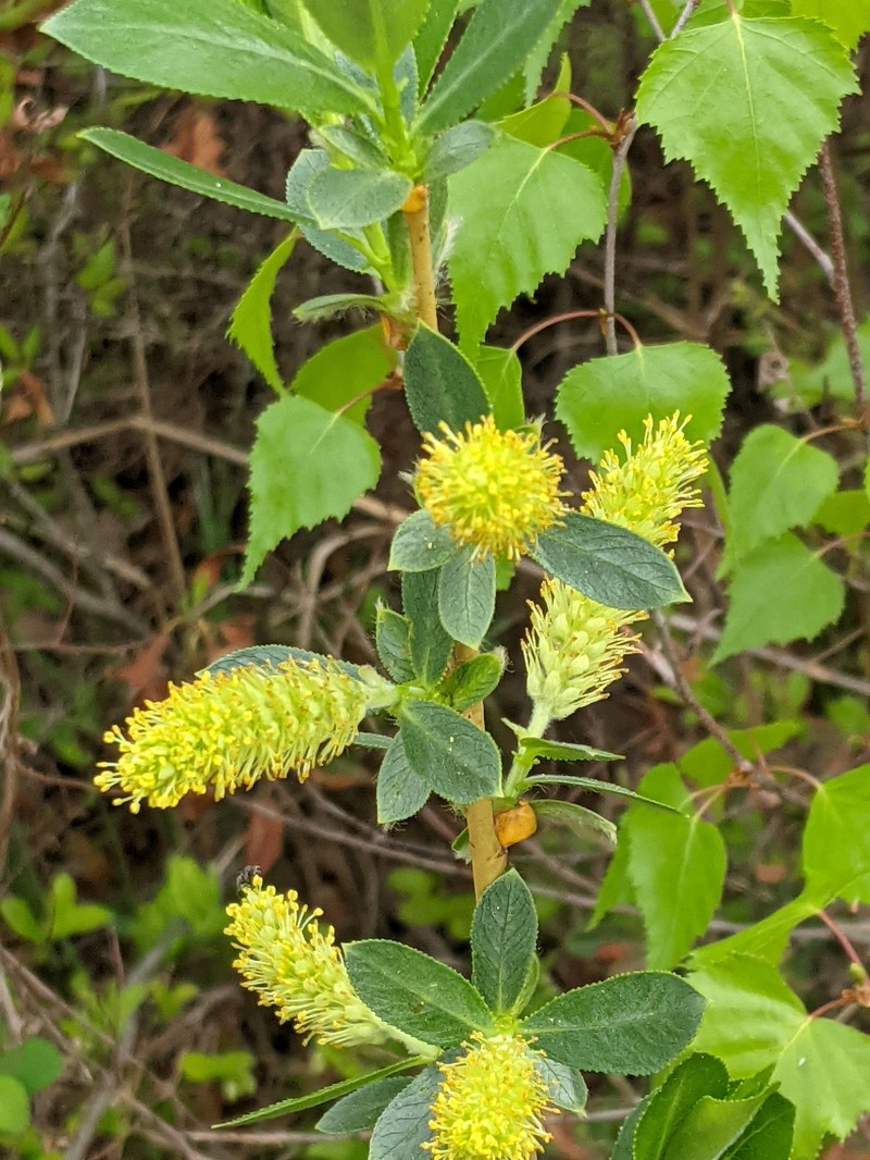 Shining Willow photo 2