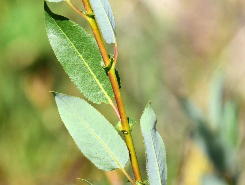 Yellow Willow photo 2