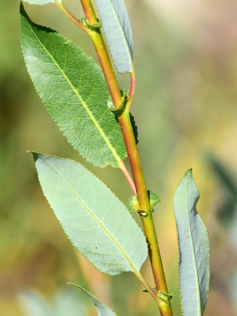 Yellow Willow photo 3