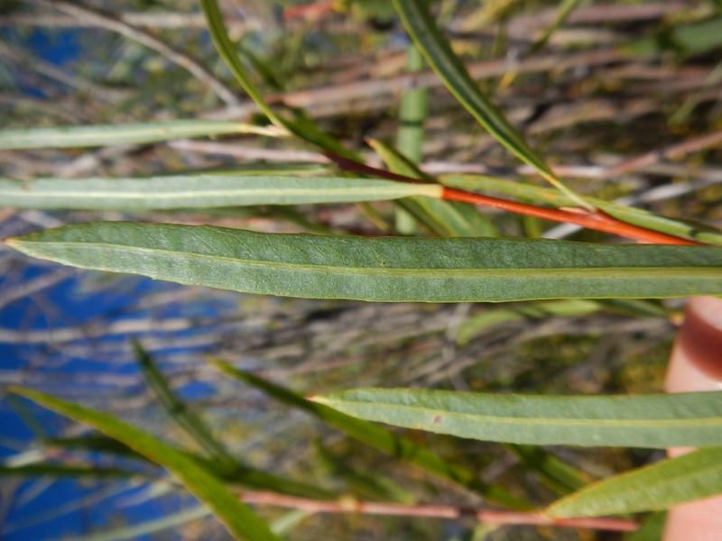 Dusky Willow photo 5