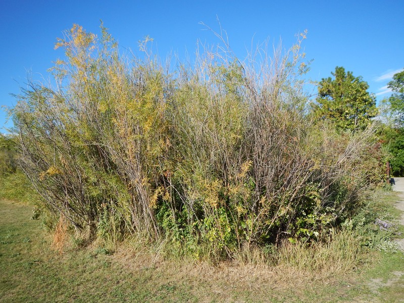 Dusky Willow photo 6